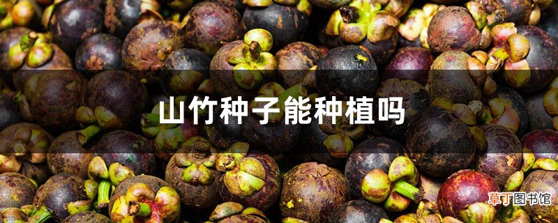 山竹种子能种植吗