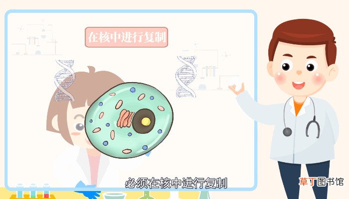 细胞核的功能是什么 什么是细胞核的功能