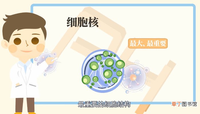 细胞核的功能是什么 什么是细胞核的功能