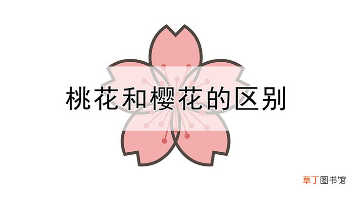 桃花和樱花的区别