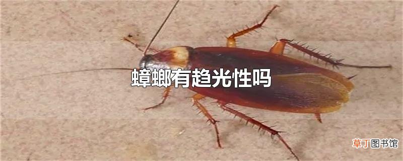 蟑螂有趋光性吗