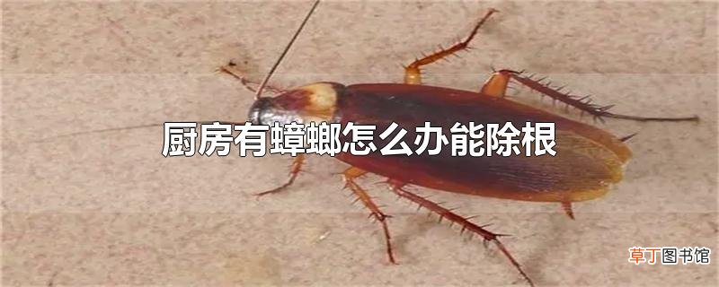 厨房有蟑螂怎么办能除根