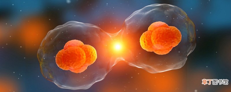 不属于原核细胞型的微生物 不属于原核细胞的微生物
