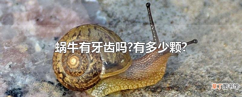 蜗牛有牙齿吗?有多少颗?