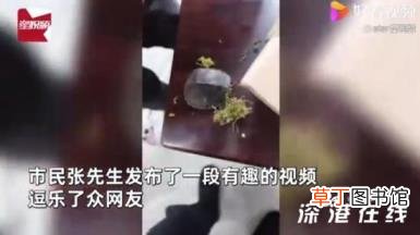 乌龟从湖南快递到东北冻成乌龟干 这是什么情况？