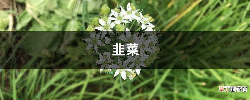 奶奶在邻居家割了把韭菜，给孙子包饺子，吃完立马中毒了！
