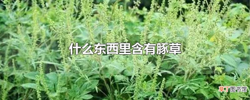 什么东西里含有豚草