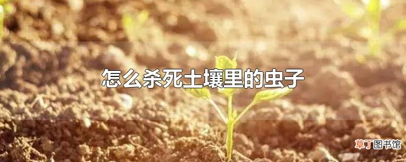 怎么杀死土壤里的虫子