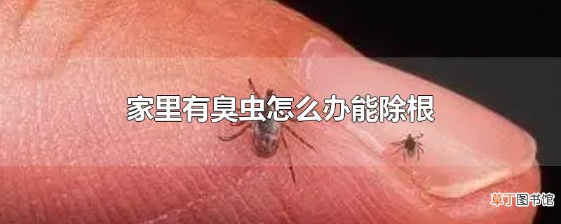 家里有臭虫怎么办能除根