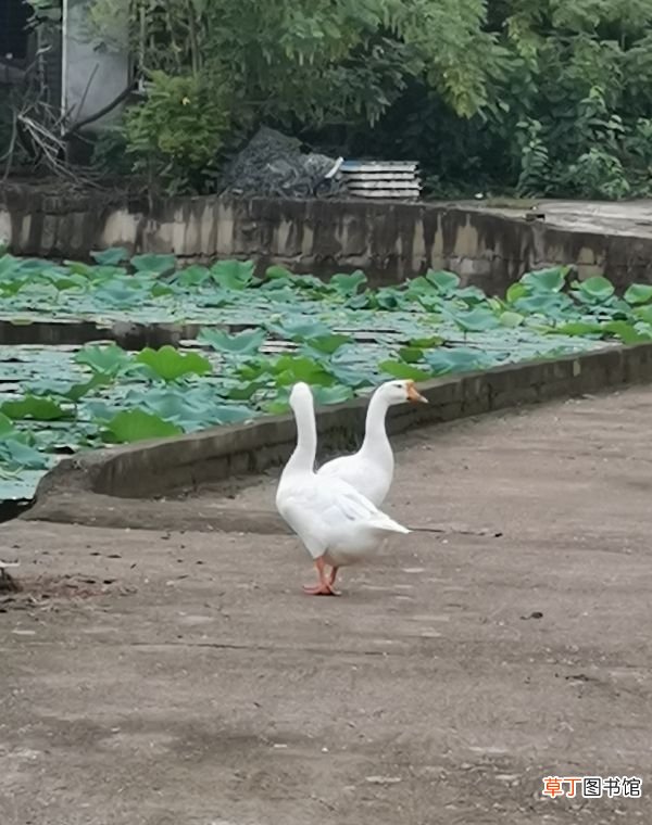 婚姻是爱情的坟墓哲学原理 为什么说婚姻是爱情的坟墓