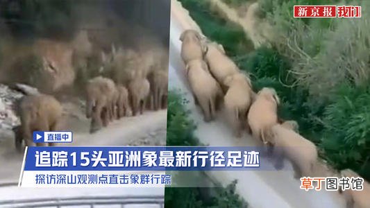 直播:守象人直击象群最新动向,昆明市委书记做好象群进主城准备