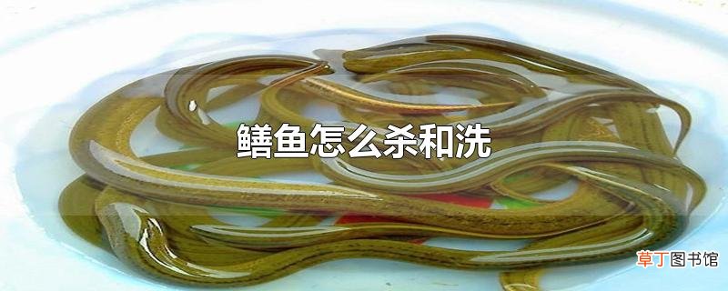 鳝鱼怎么杀和洗