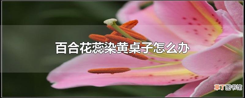百合花蕊染黄桌子怎么办