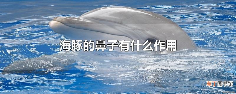 海豚的鼻子有什么作用