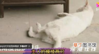 群演称猫被电死 当家主母剧组报案 事情的经过是怎样的?
