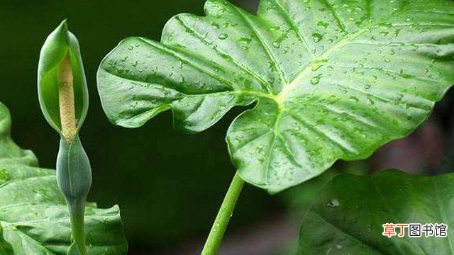 尖尾芋和滴水观音的区别
