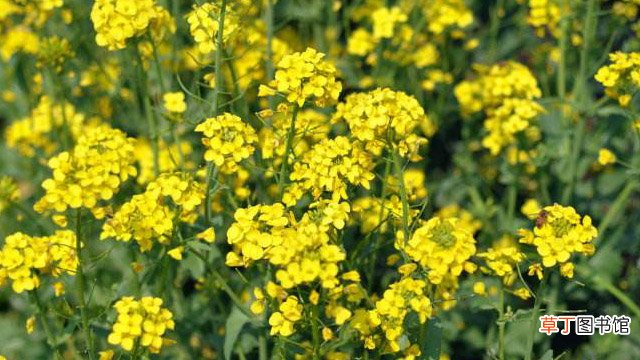 雪里蕻和苦菊怎么区分