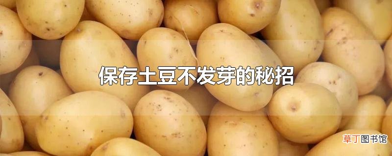 保存土豆不发芽的秘招
