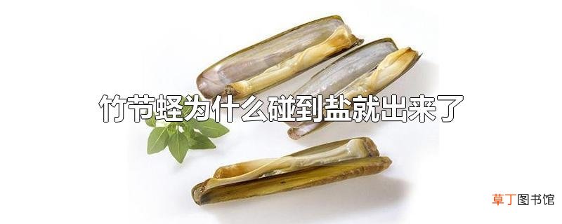 竹节蛏为什么碰到盐就出来了
