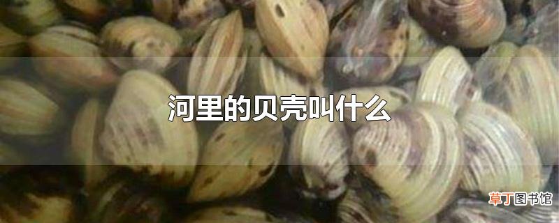 河里的贝壳叫什么