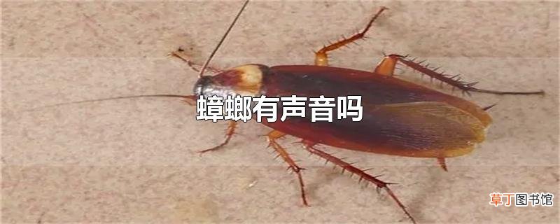 蟑螂有声音吗