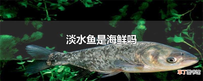 淡水鱼是海鲜吗