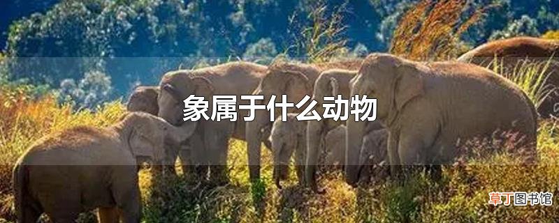 象属于什么动物