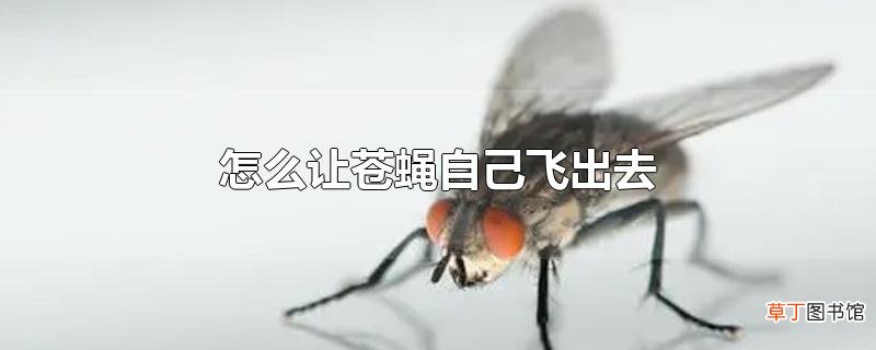 怎么让苍蝇自己飞出去
