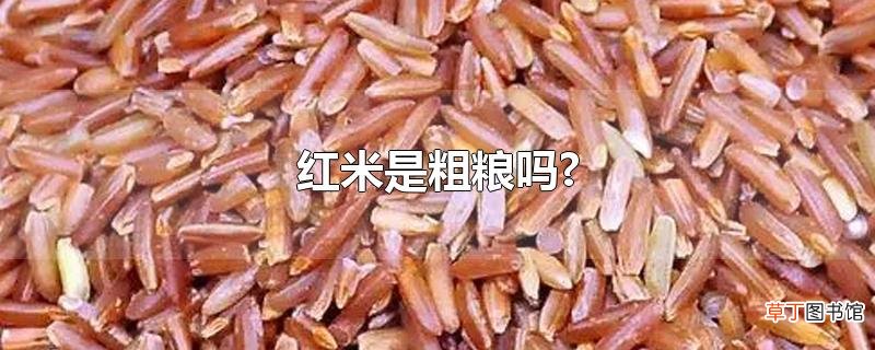 红米是粗粮吗?