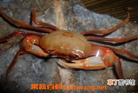 山蟹的功效与作用 山蟹的营养价值