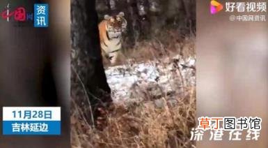 男子开车遇东北虎拦路对视1分钟 这一幕太吓人了！！