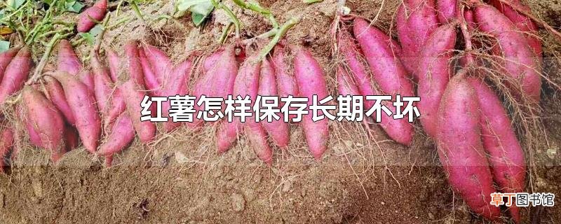 红薯怎样保存长期不坏