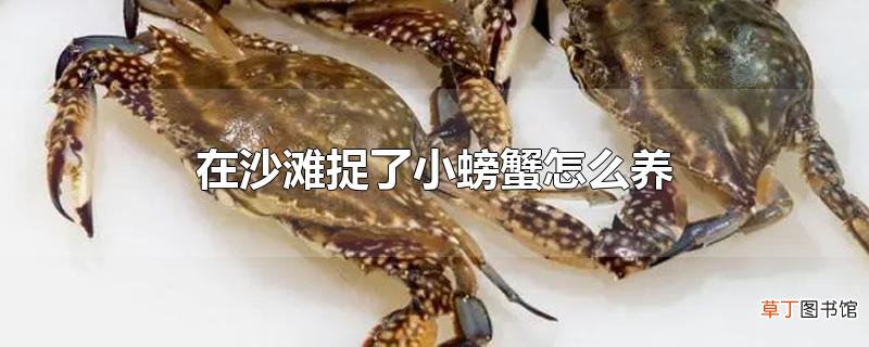 在沙滩捉了小螃蟹怎么养