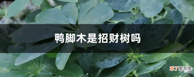 鸭脚木是招财树吗