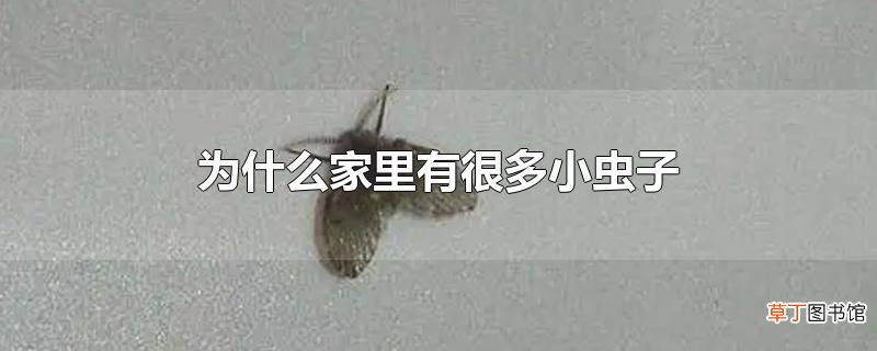 为什么家里有很多小虫子