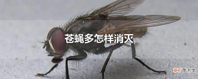 苍蝇多怎样消灭