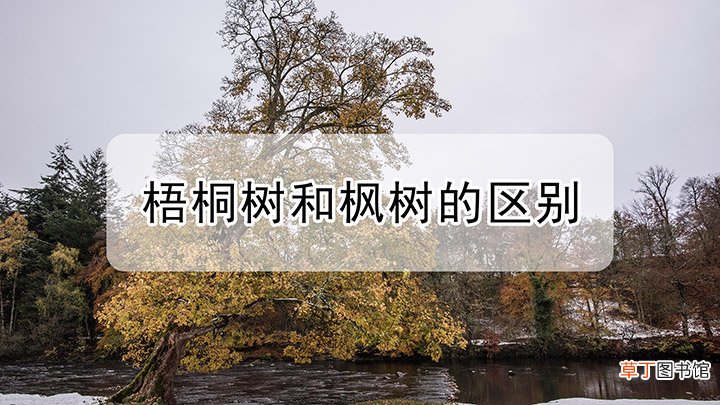 梧桐树和枫树的区别