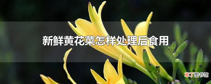 新鲜黄花菜怎样处理后食用