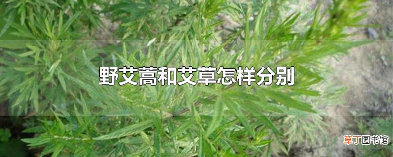 野艾蒿和艾草怎样分别