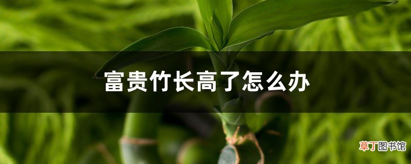 富贵竹长高了怎么办