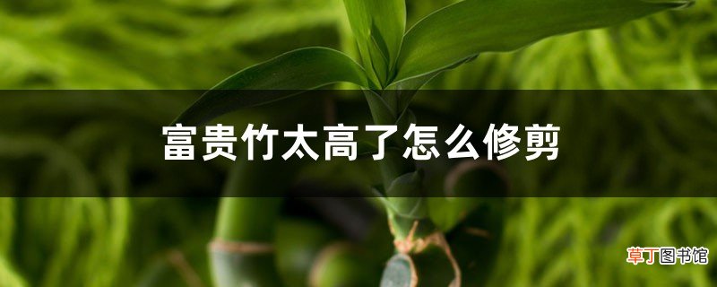 富贵竹太高了怎么修剪