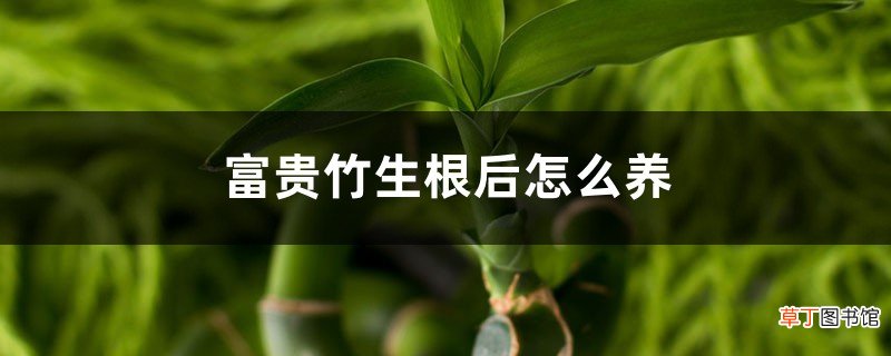 富贵竹生根后怎么养