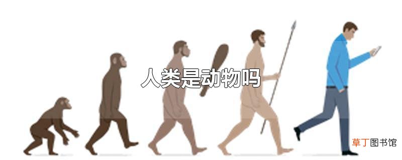 人类是动物吗
