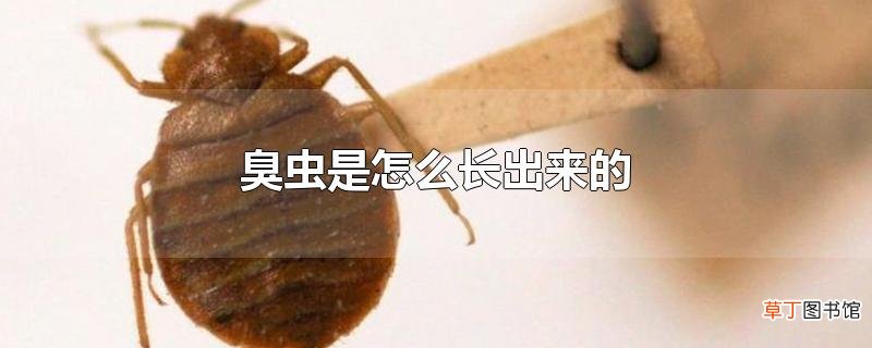 臭虫是怎么长出来的