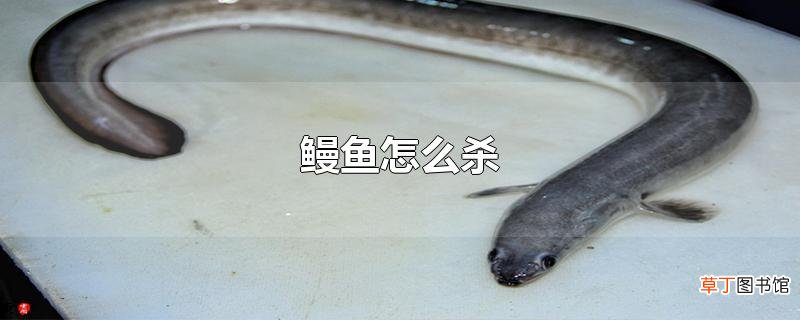 鳗鱼怎么杀