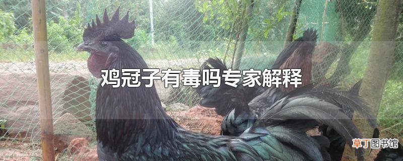 鸡冠子有毒吗专家解释