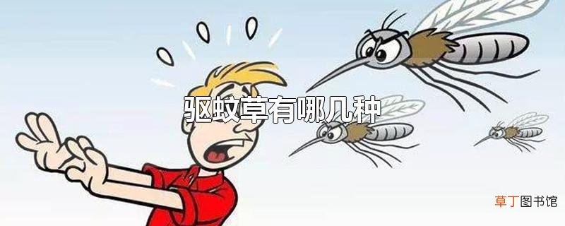 驱蚊草有哪几种