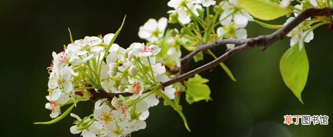 梨花是什么季节开的？