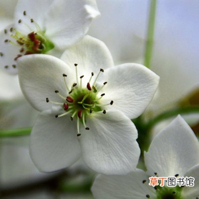 梨花是什么季节开的？