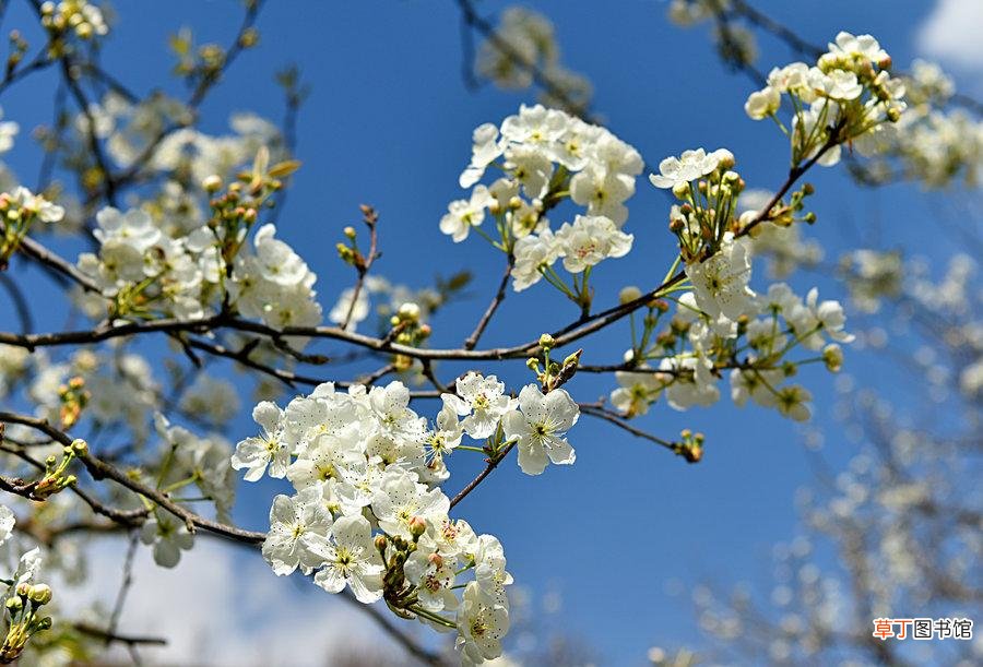 梨花是什么季节开的？